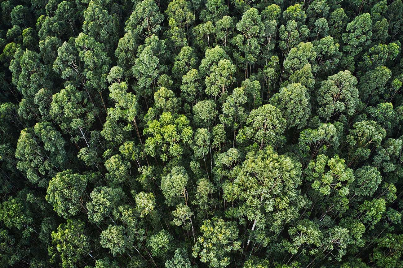 cemfloor-sustainability-trees-image